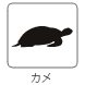 カメ