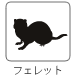 フェレット